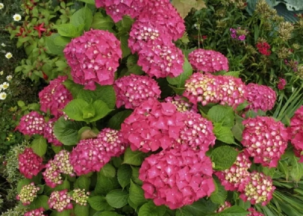 Hydrangea macrophylla Zaffiro / Kerti hortenzia rózsaszín