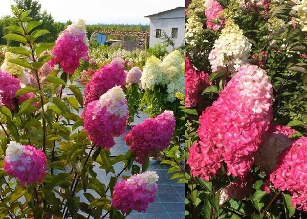 Hydrangea paniculata Fraise Melba / Bugás hortenzia