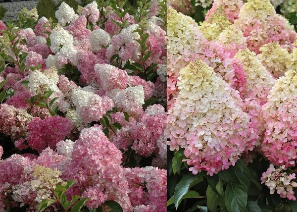 Hydrangea paniculata Pink Lady / Bugás hortenzia
