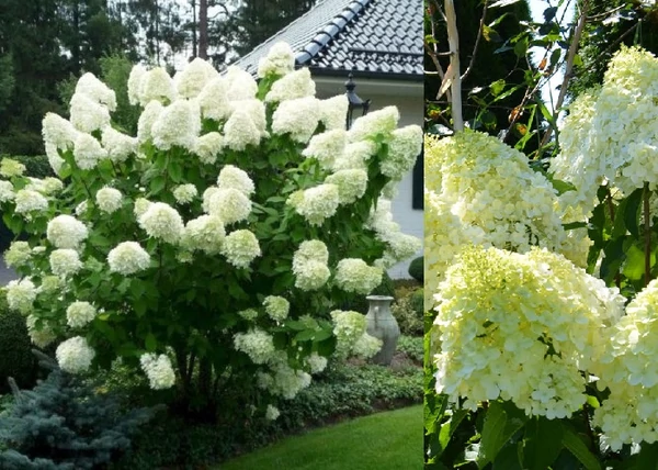 Hydrangea paniculata Polar Bear / Bugás hortenzia