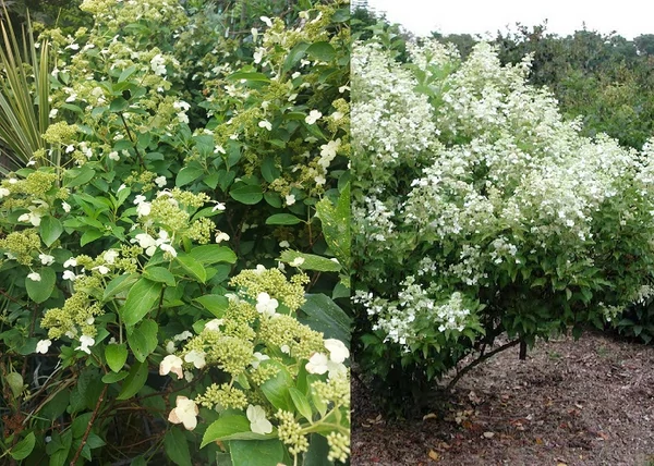 Hydrangea paniculata Prim White / Bugás hortenzia