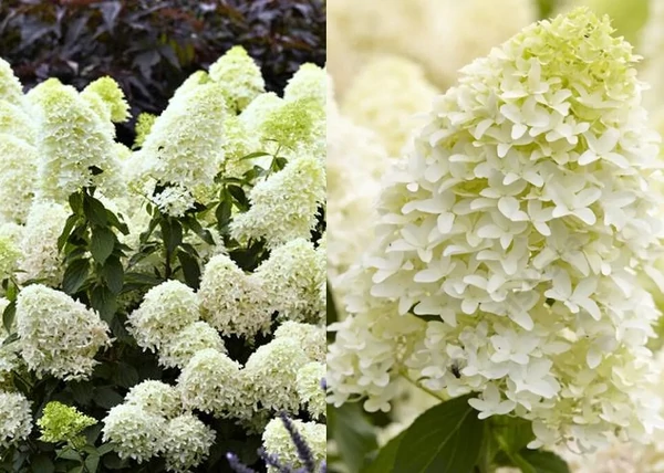 Hydrangea paniculata Skyfall / Bugás hortenzia