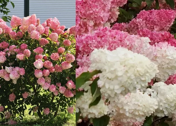 Hydrangea paniculata Vanille Fraise / Bugás hortenzia