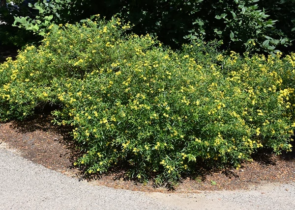 Hypericum kalmianum Gemo / Keskeny levelű orbáncfű
