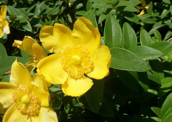 Hypericum calycinum / Japán orbáncfű