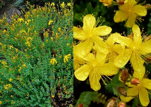 Hypericum olympicum / Olimposzi orbáncfű