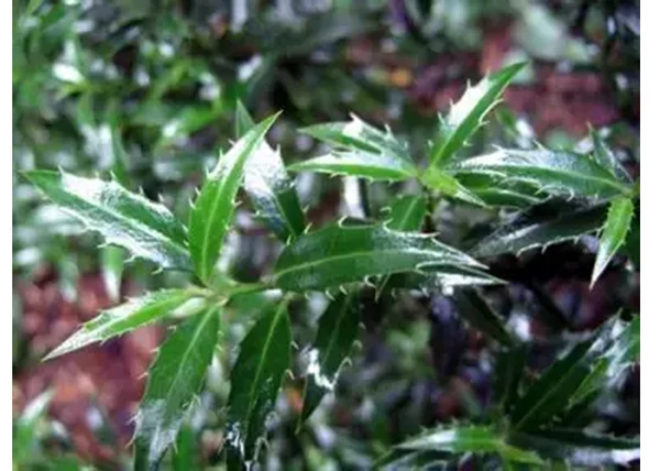 Ilex aquifolium Angustifolia / Keskeny levelű magyal