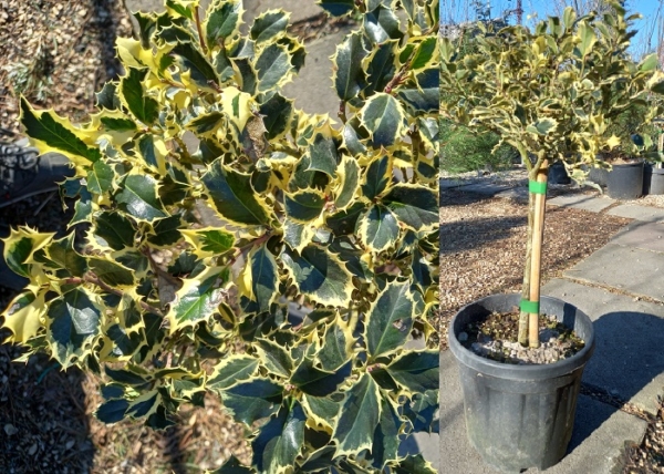 Ilex aquifolium Variegatum / Tarkalevelű magyal