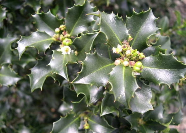 Ilex meserveae blue prince / Kék magyal porzós