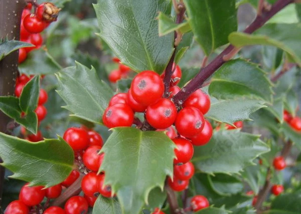 Ilex meserveae blue princess / Kék magyal termő