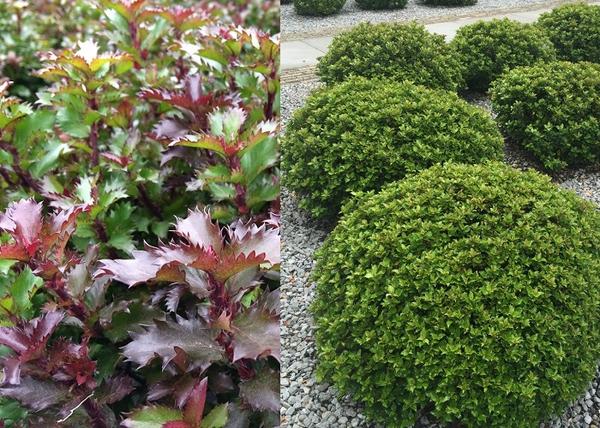 Ilex x meserveae Little Rascal / Törpe magyal