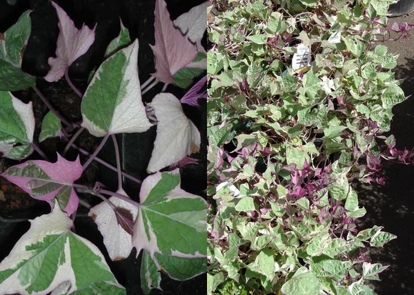 Ipomoea batatas Tricolor / Édesburgonya