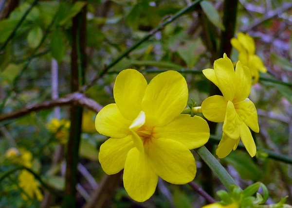Jasminum nudiflorum / Téli jázmin