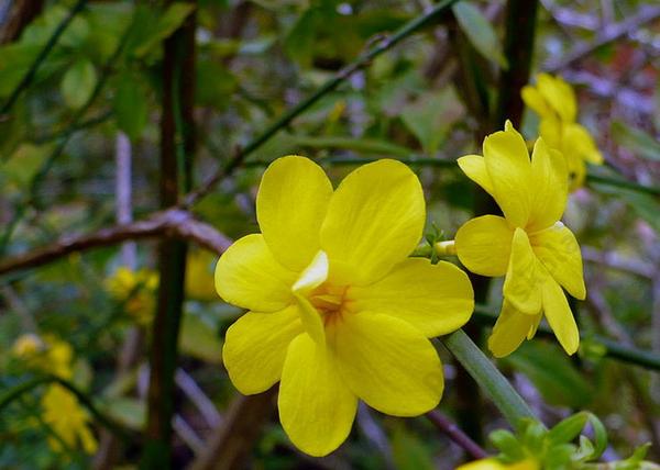 Jasminum nudiflorum / Téli jázmin