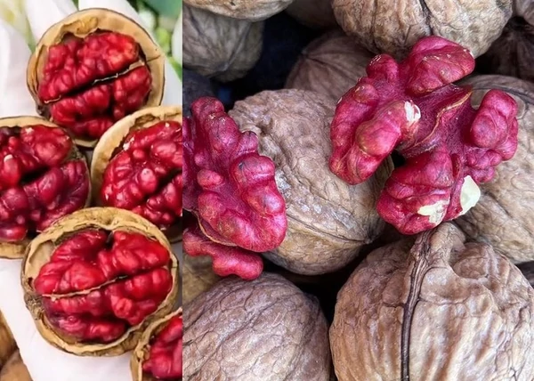 Juglans Regia Vörösbelű dió / Vörösbelű dió