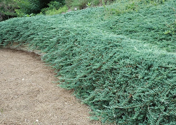 Juniperus horizontalis glacier / Ezüst levelű terülő henyeboróka