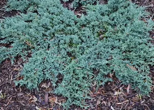 Juniperus horizontalis Icee Blue / Kék kúszó henyeboróka