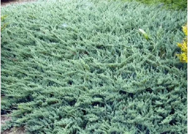 Juniperus Horizontalis Glauca / Kék kúszó henyeboróka