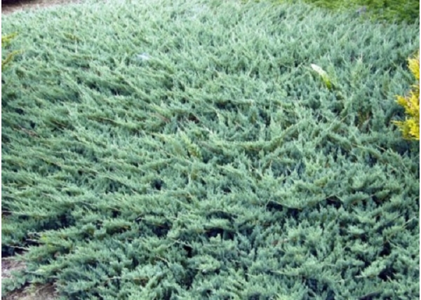 Juniperus Horizontalis Glauca / Kék kúszó henyeboróka