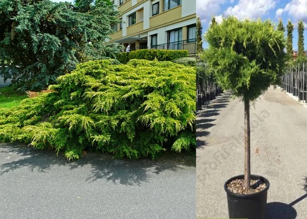 Juniperus Media Old Gold / Óarany terülő boróka