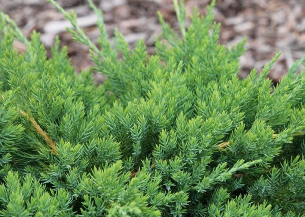 Juniperus Procumbens Avasi / Kúszó boróka