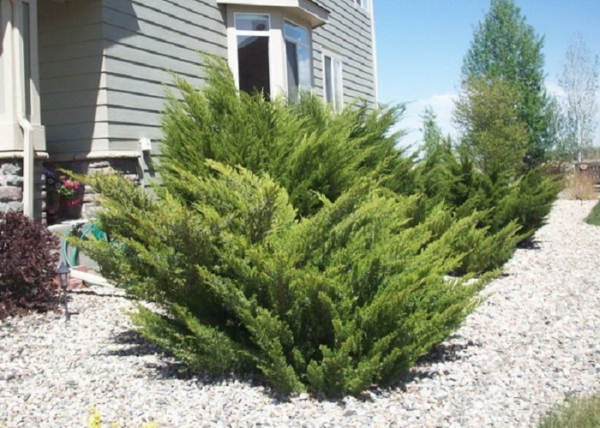 Juniperus chinensis Mint Julep / Kínai boróka Mint Julep