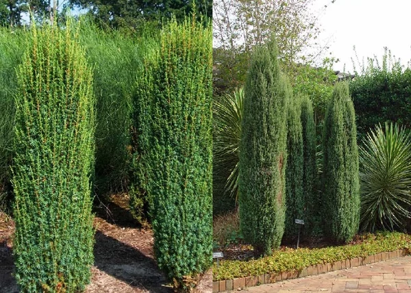 Juniperus communis Hibernica Compacta / Törpe oszlopos boróka