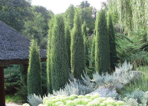 Juniperus communis Hibernica / Ír oszlopos boróka
