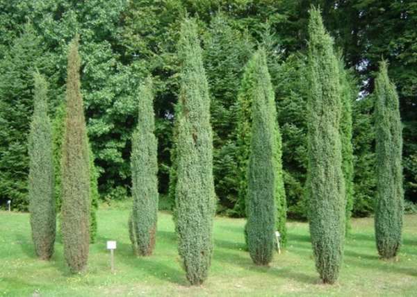 Juniperus communis sentinel / Sentinel boróka
