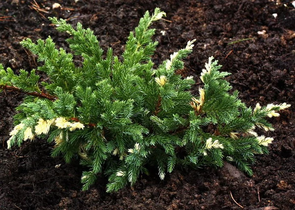 Juniperus davurica expansa variegata / Törpe tarka levelű kínai kúszó boróka