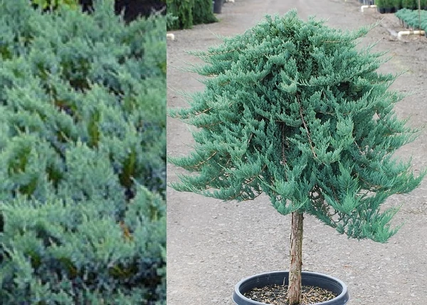 Juniperus horizontalis Blue Chip / Kék kúszó henyeboróka