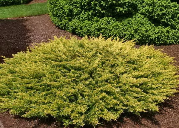 Juniperus horizontalis Lime glow / Arany terülő henyeboróka