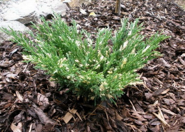 Juniperus horizontalis andorra compacta variegata / Tömött tarka henyeboróka