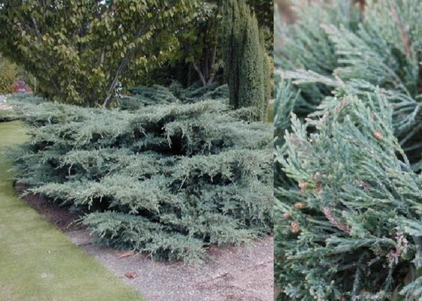 Juniperus media Pfitzeriana Glauca / Kék Terülő boróka