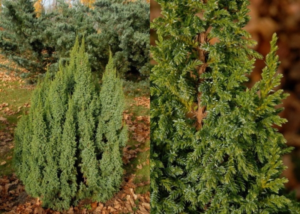 Juniperus pingii Loderi / Törpe himalájai boróka