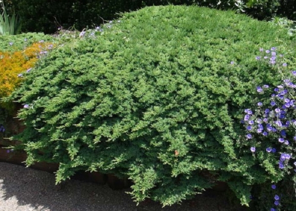Juniperus procumbens Nana / Zöld törpe kúszó boróka