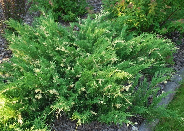 Juniperus sabina variegata / Tarka nehézszagú boróka
