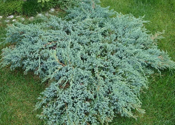 Juniperus squamata Blue Carpet / Kék kúszó boróka