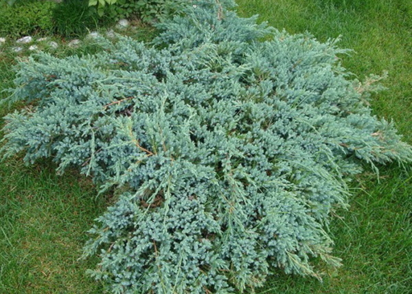 Juniperus squamata Blue Carpet / Kék kúszó boróka
