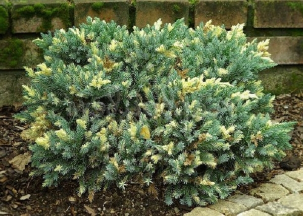 Juniperus squamata Floreant / Floreant pelyhes boróka