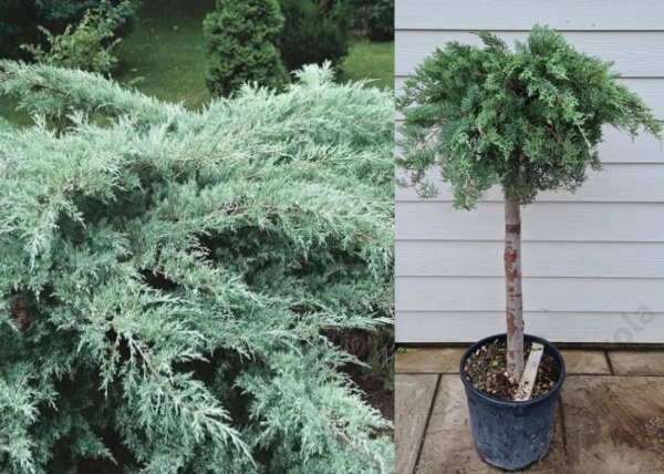Juniperus virginiana Grey Owl / Kéklombú virginiai boróka