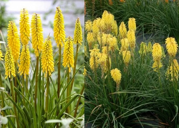 Kniphofia citrina / Citromsárga Fürtös fáklyaliliom
