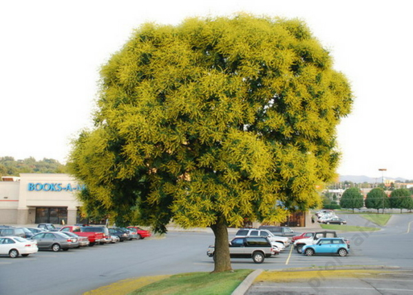 Koelreuteria paniculata / Bugás csörgőfa