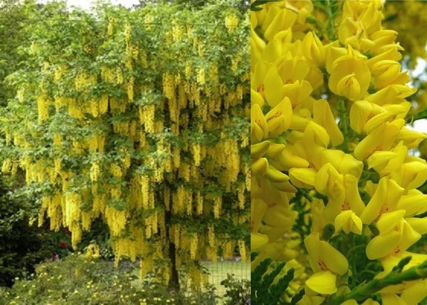 Laburnum alpinum Pendulum / Hosszúfürtű Csüngő Aranyeső