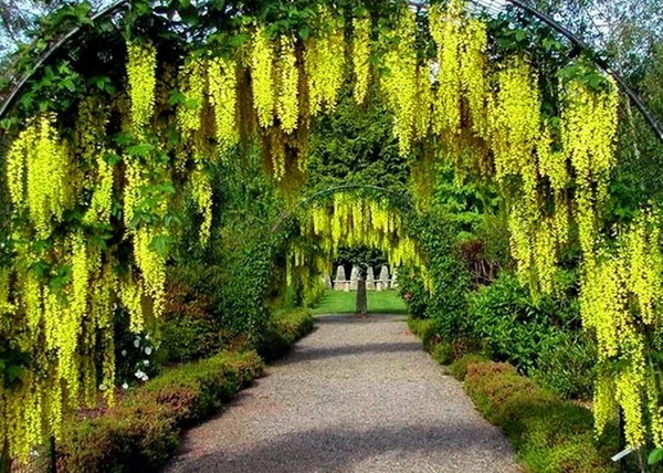 Laburnum watereri Vossii / Hosszúfürtű aranyeső