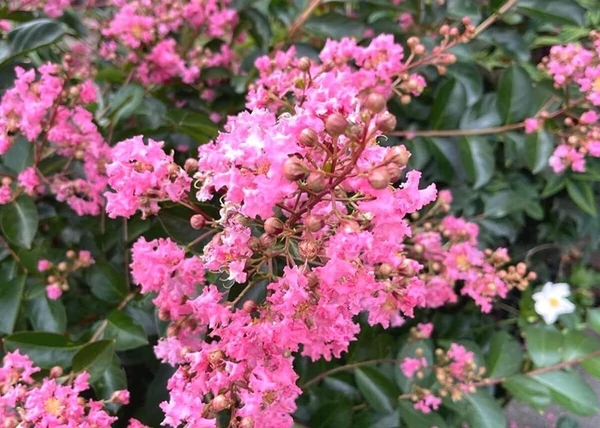 Lagerstroemia indica Rhapsody in Pink / Kínai selyemmirtusz rózsaszín
