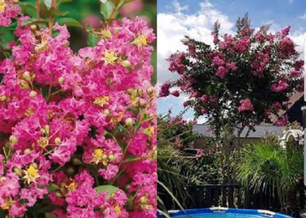 Lagerstroemia indica Rosea Grassi / Kínai selyemmirtusz fényes rózsaszín