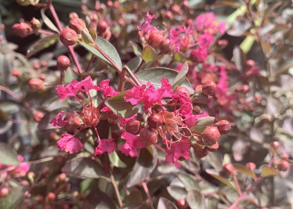 Lagerstroemia indica red imperator / Kínai selyemmirtusz sötét rózsaszín