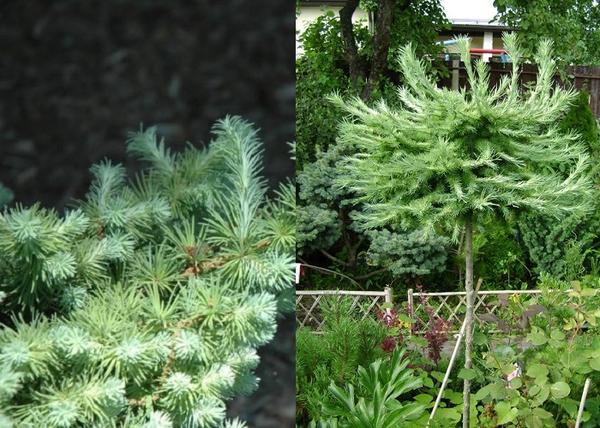 Larix kaempferi Blue Dwarf / Japán kék törpe vörösfenyő