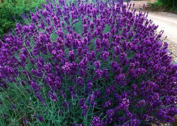 Lavandula angustifolia Hidcote Blue / Hidcote Blue Levendula